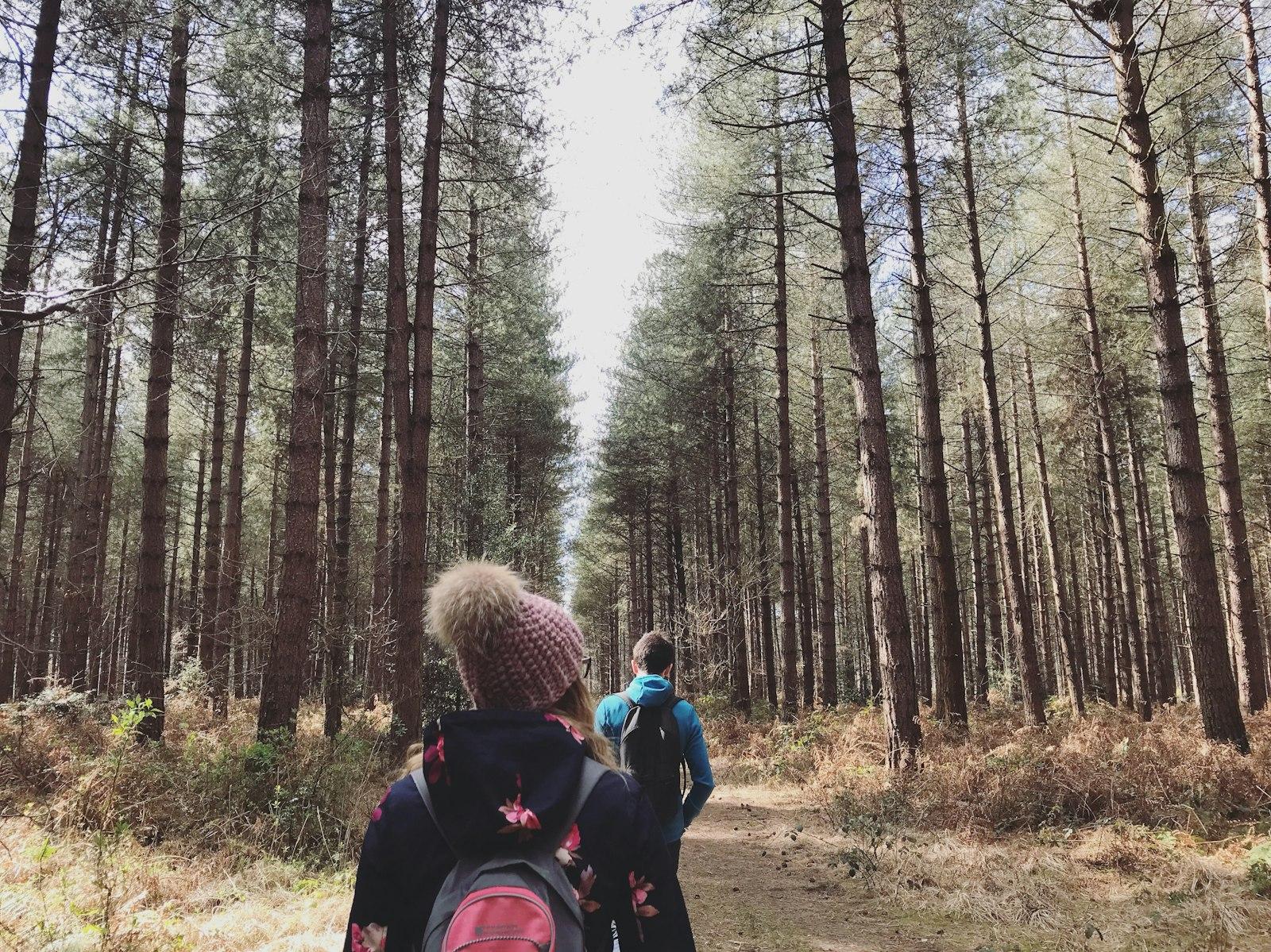 Two children walking a path through a pine wood